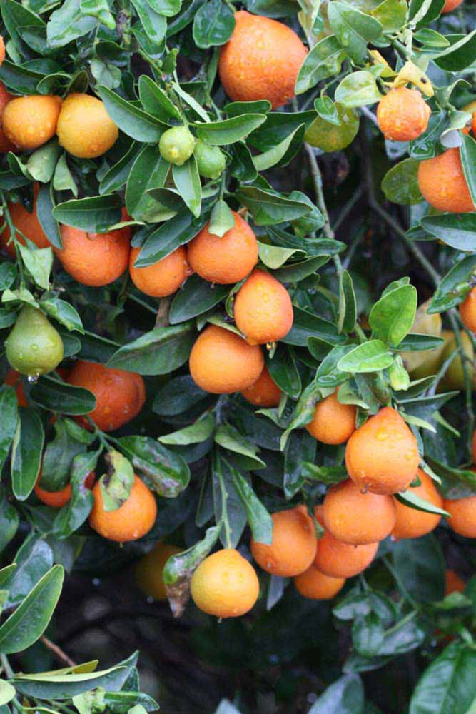            Fruit (Riverside, CA)   